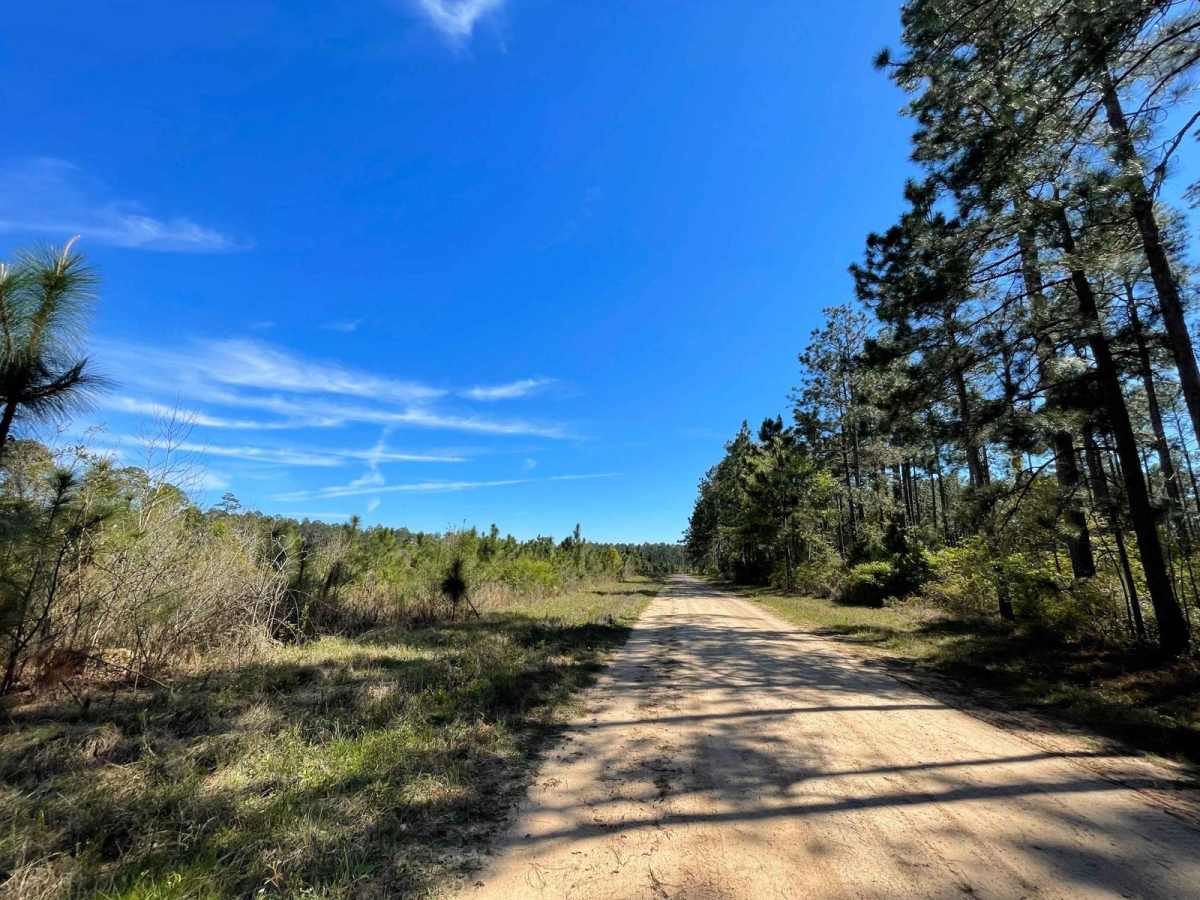 Longleaf Route photo 4