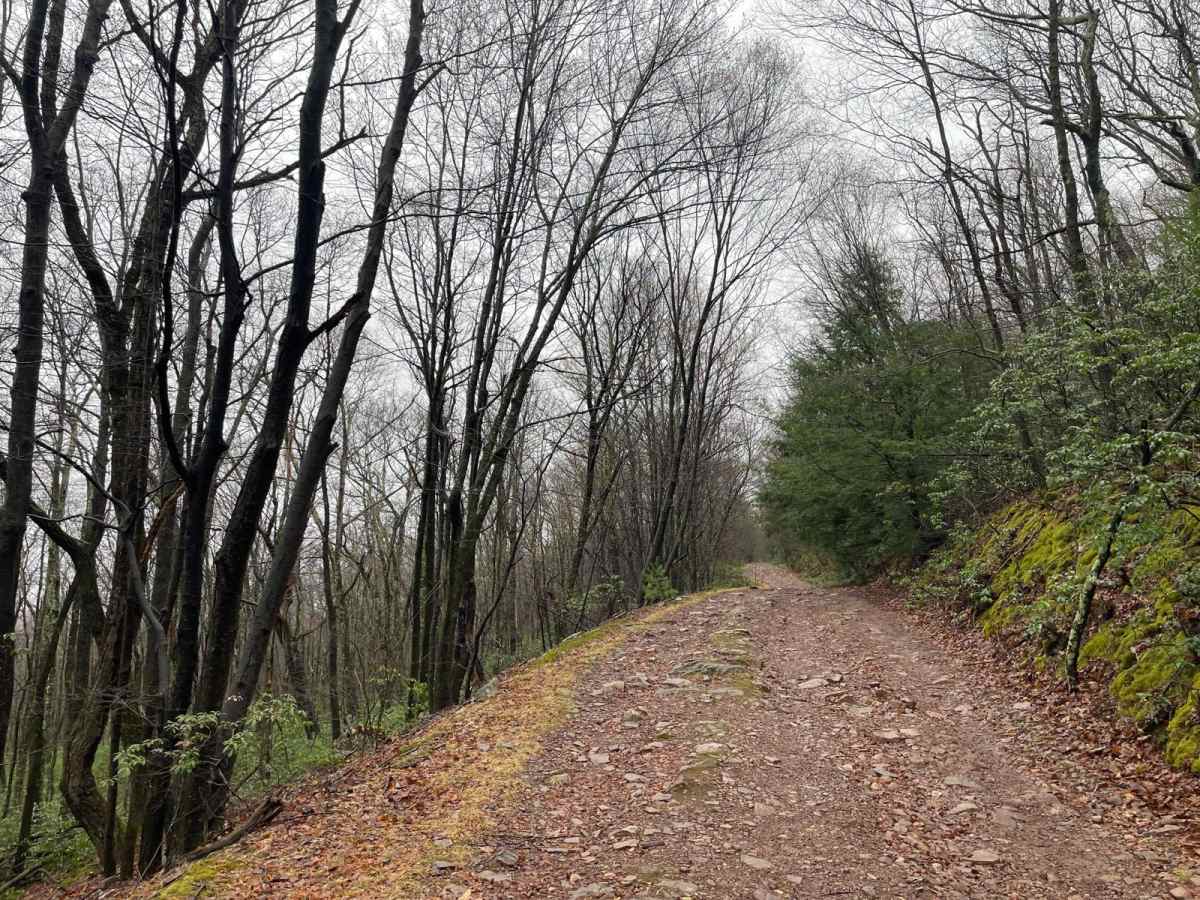 Strongs Mountain Trail (Mid Portion) photo 3