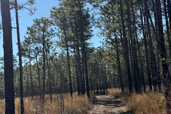 Pettiford Creek Trail 1