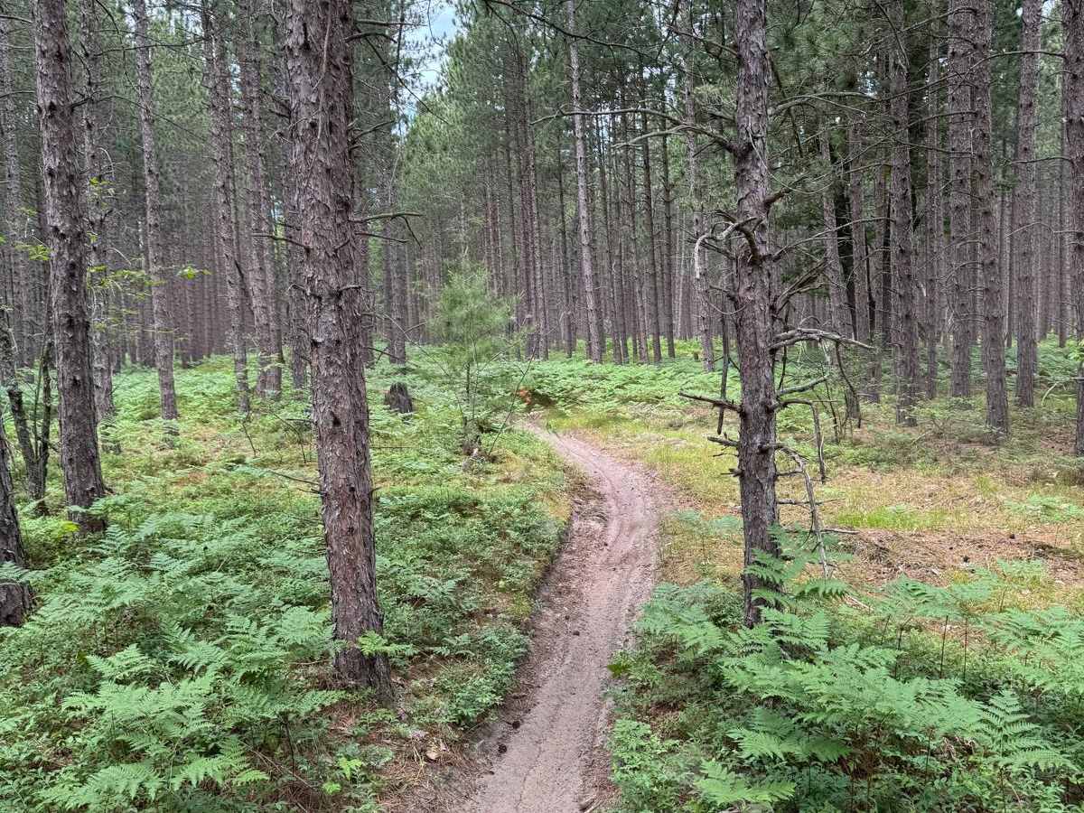 North Missaukee Singletrack Spur photo 3