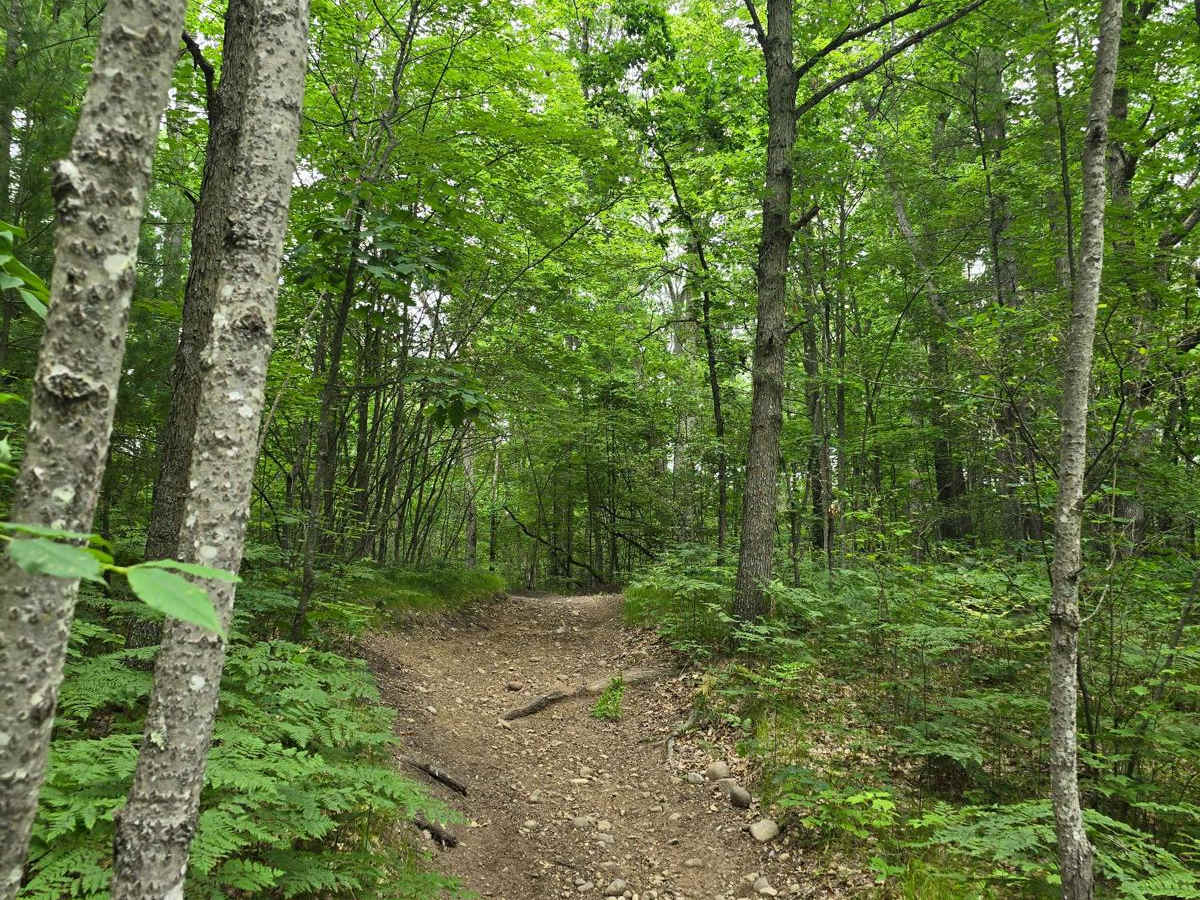 Ambrose Lake - Ogemaw Hills North photo 4