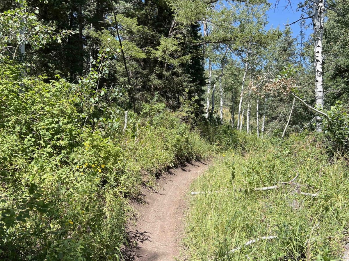 South Fork Little Deer Creek (2252) photo 5