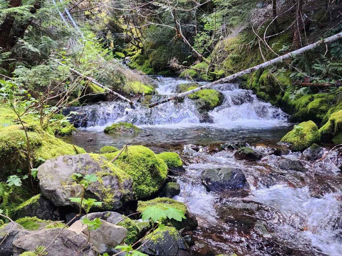 Dry Copper Creek Road trail photo