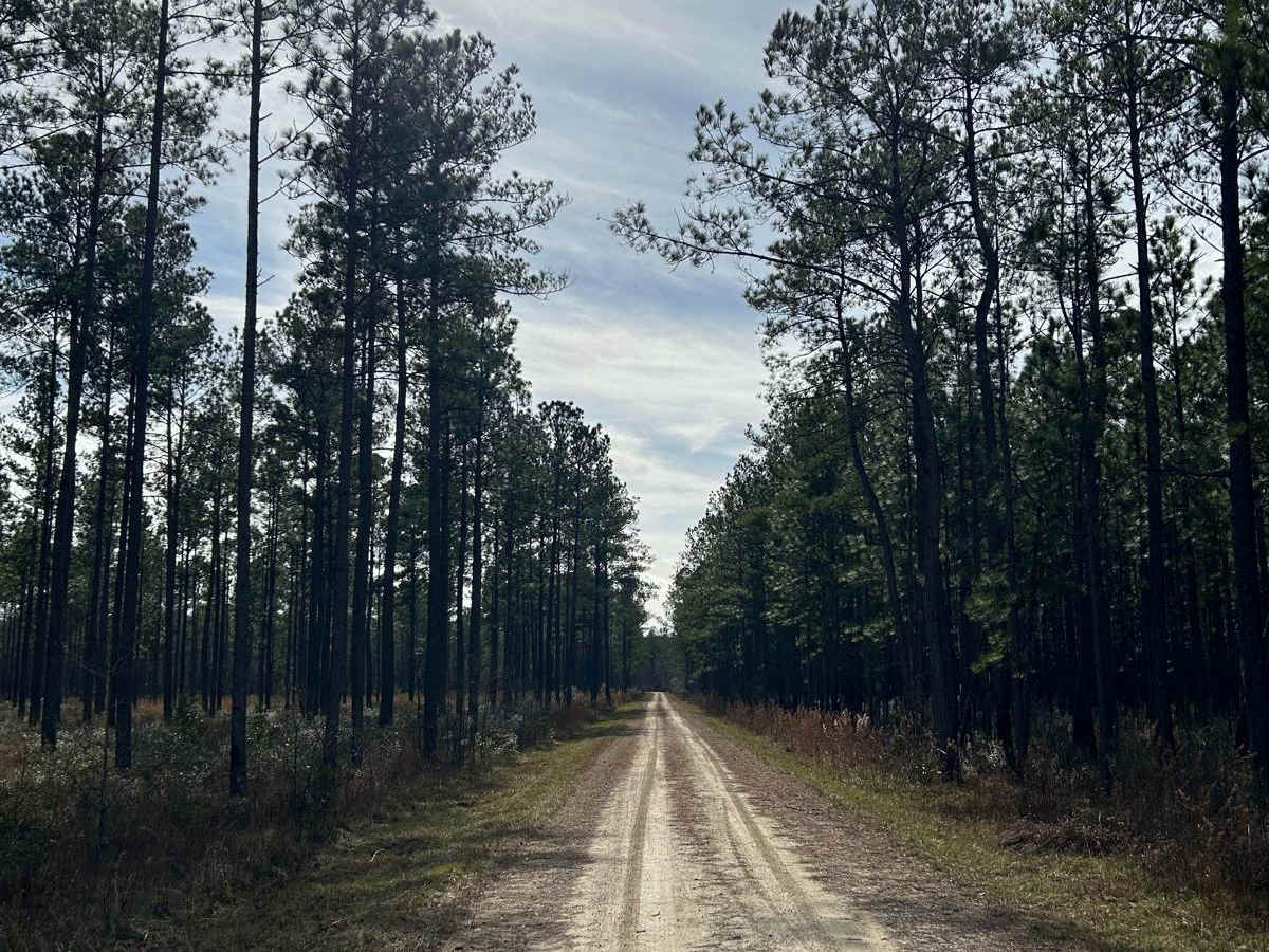 Buckle Island Road - FSR171 photo 2