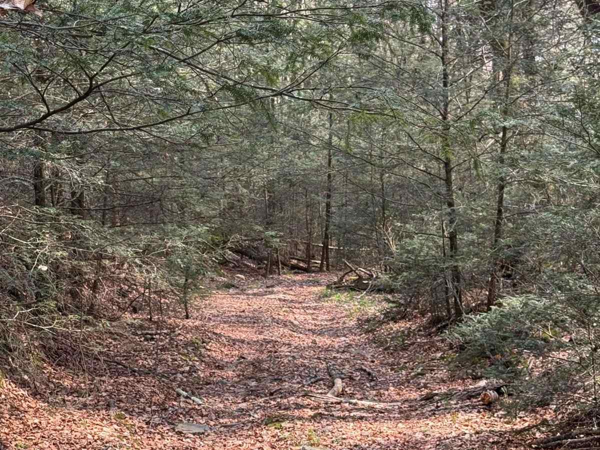 Sugar Camp Road photo 6