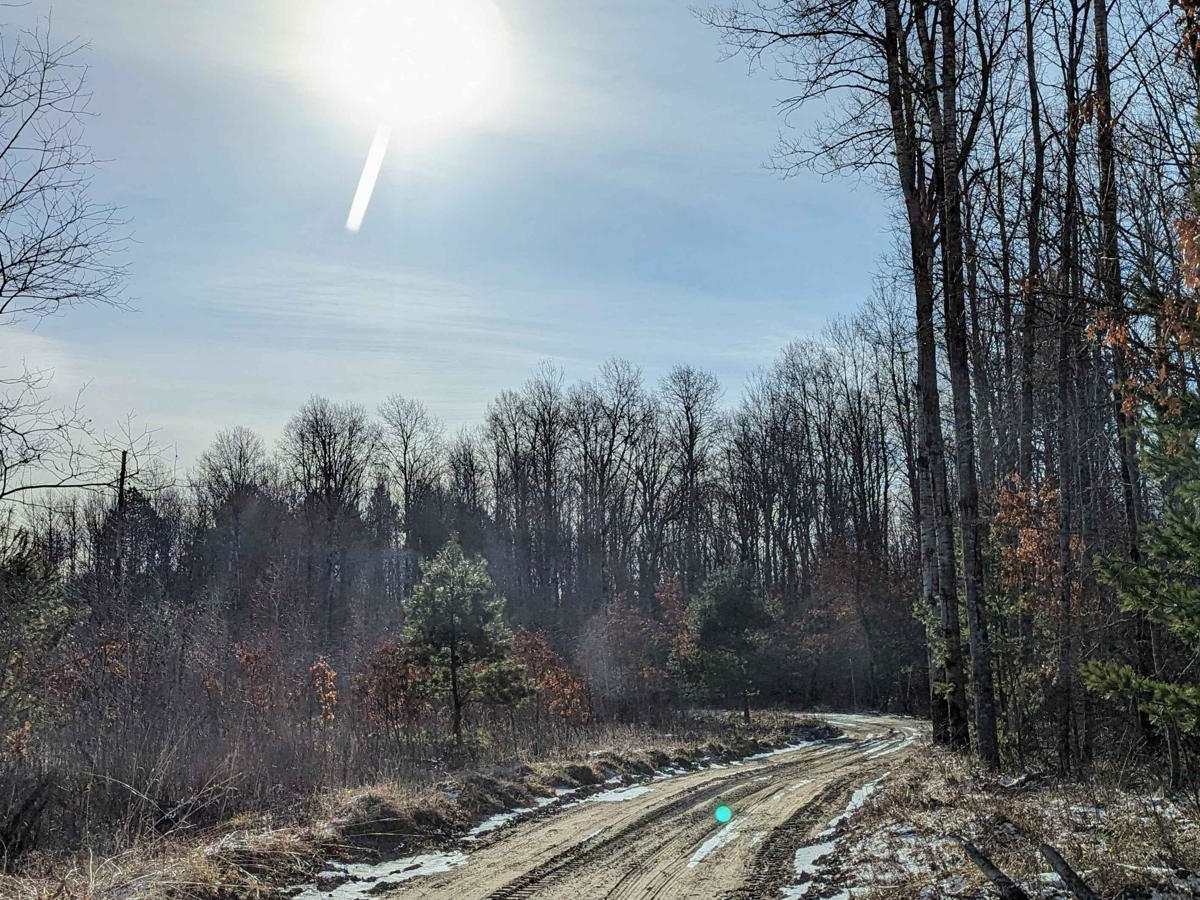 Pine Drive photo 6