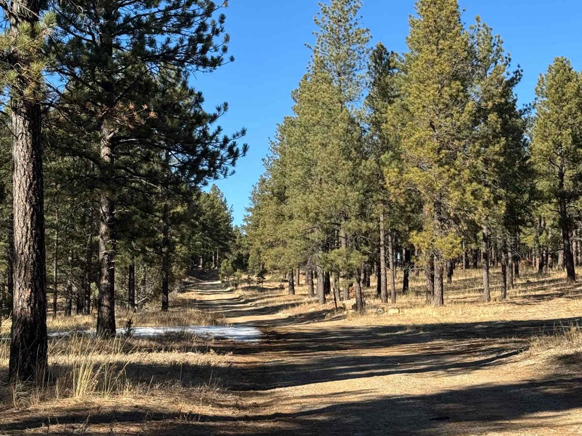 Ruidoso Ridge photo 3