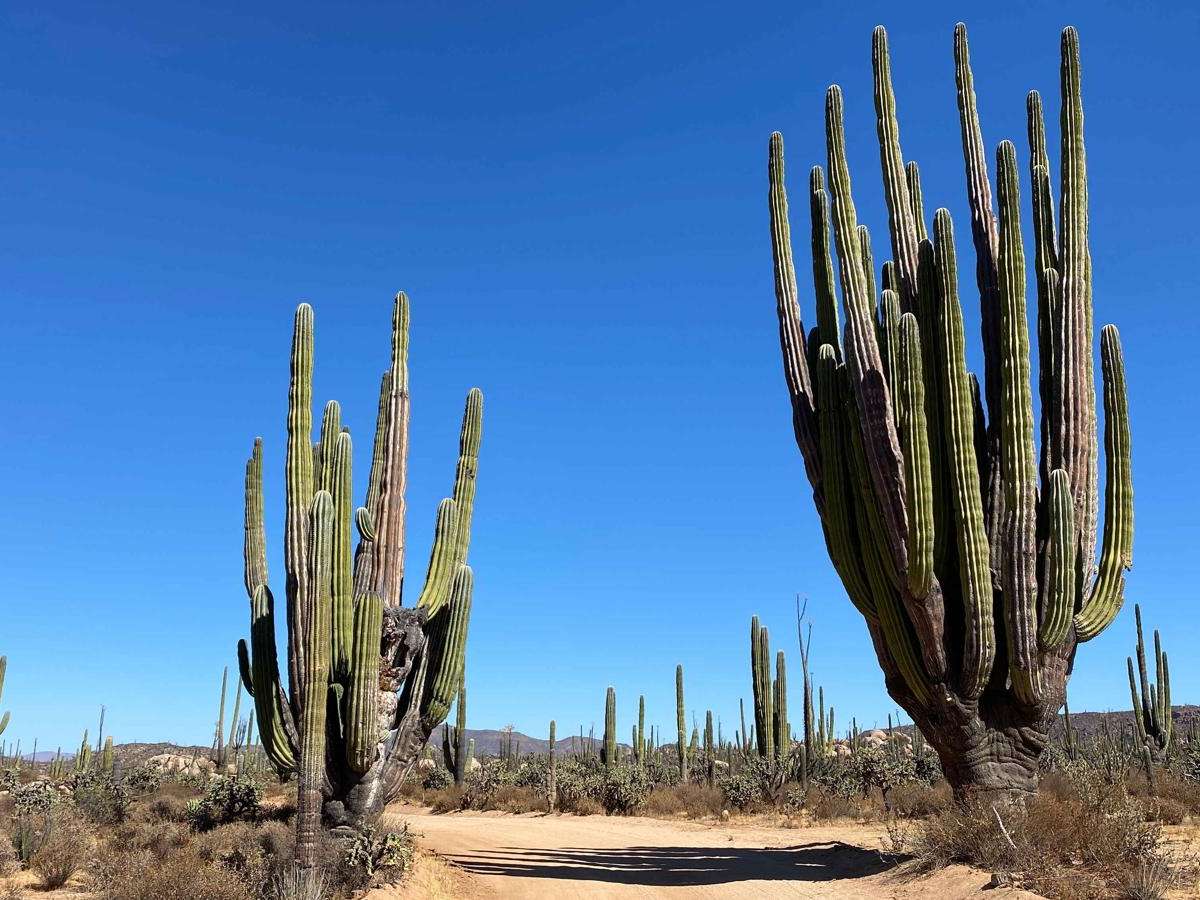 El Sacrificio trail photo