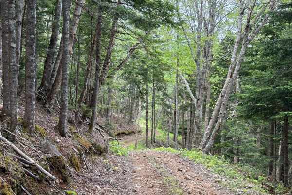 Gillanders Mountain Road West