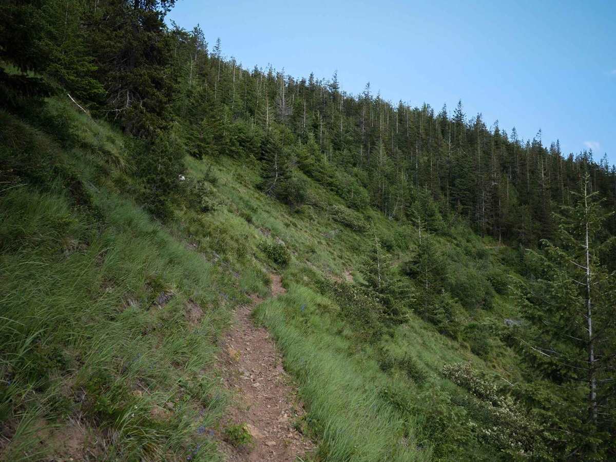 Ames Ridge NRT trail photo