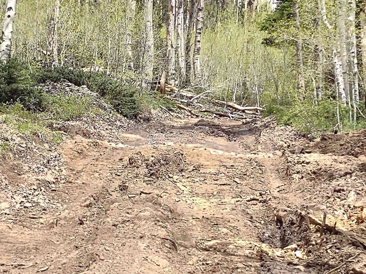 Aspen Grove Extravaganza photo 2