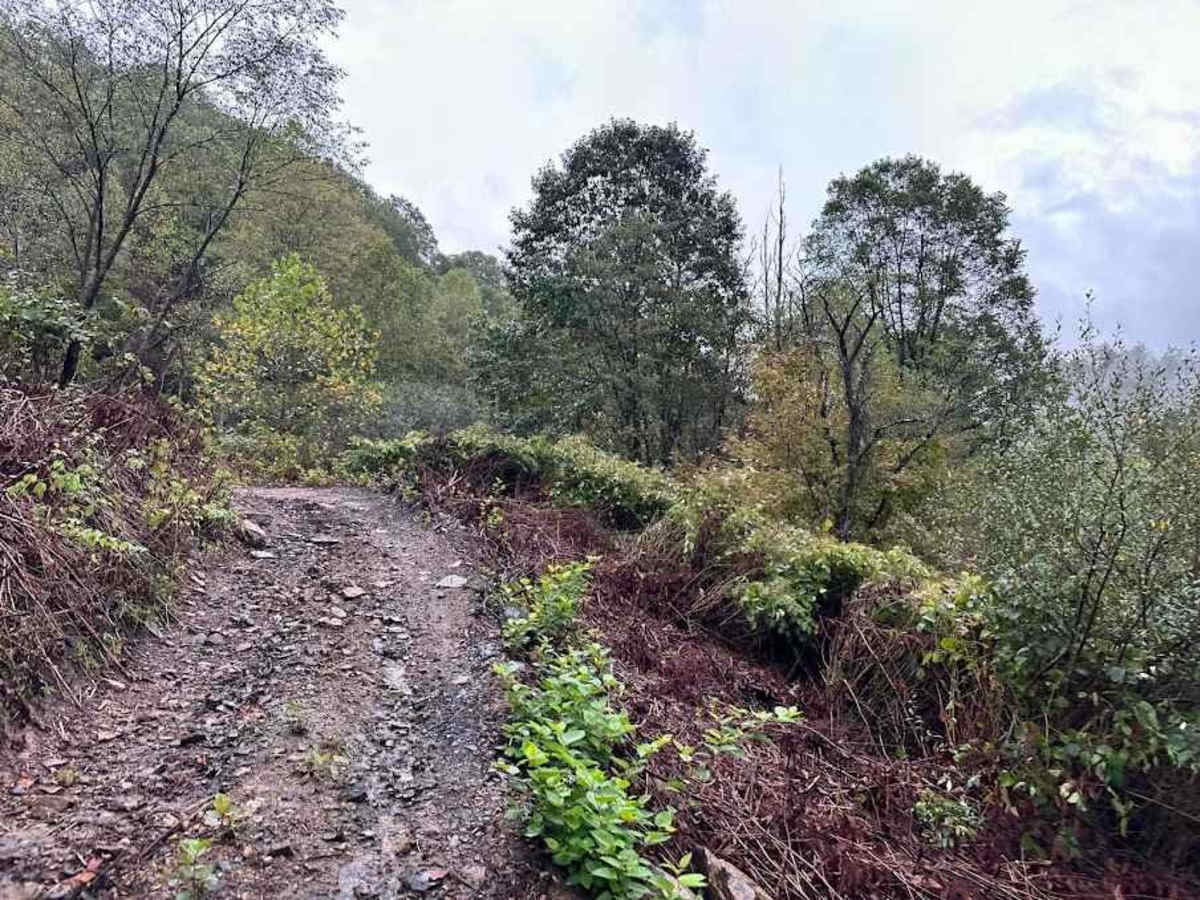 30 Green trail photo