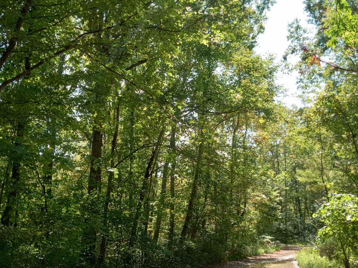 Cedar Run photo 6