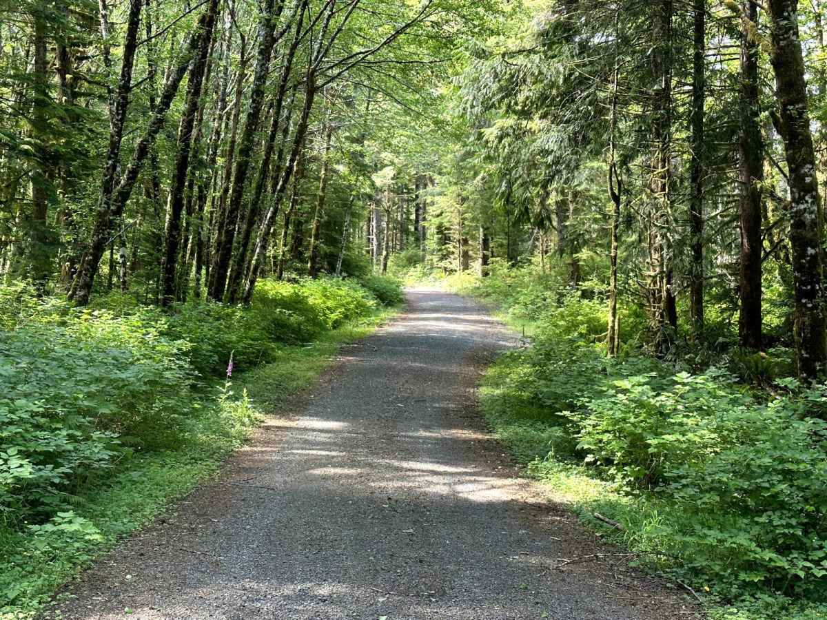 Cougar Mountain Trail photo 5