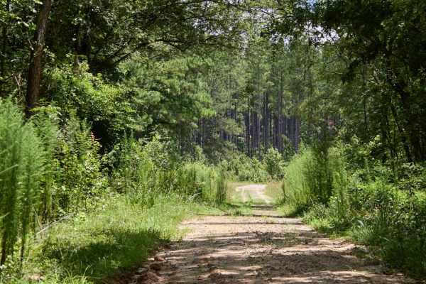 Haskell Barony Swamp Trail
