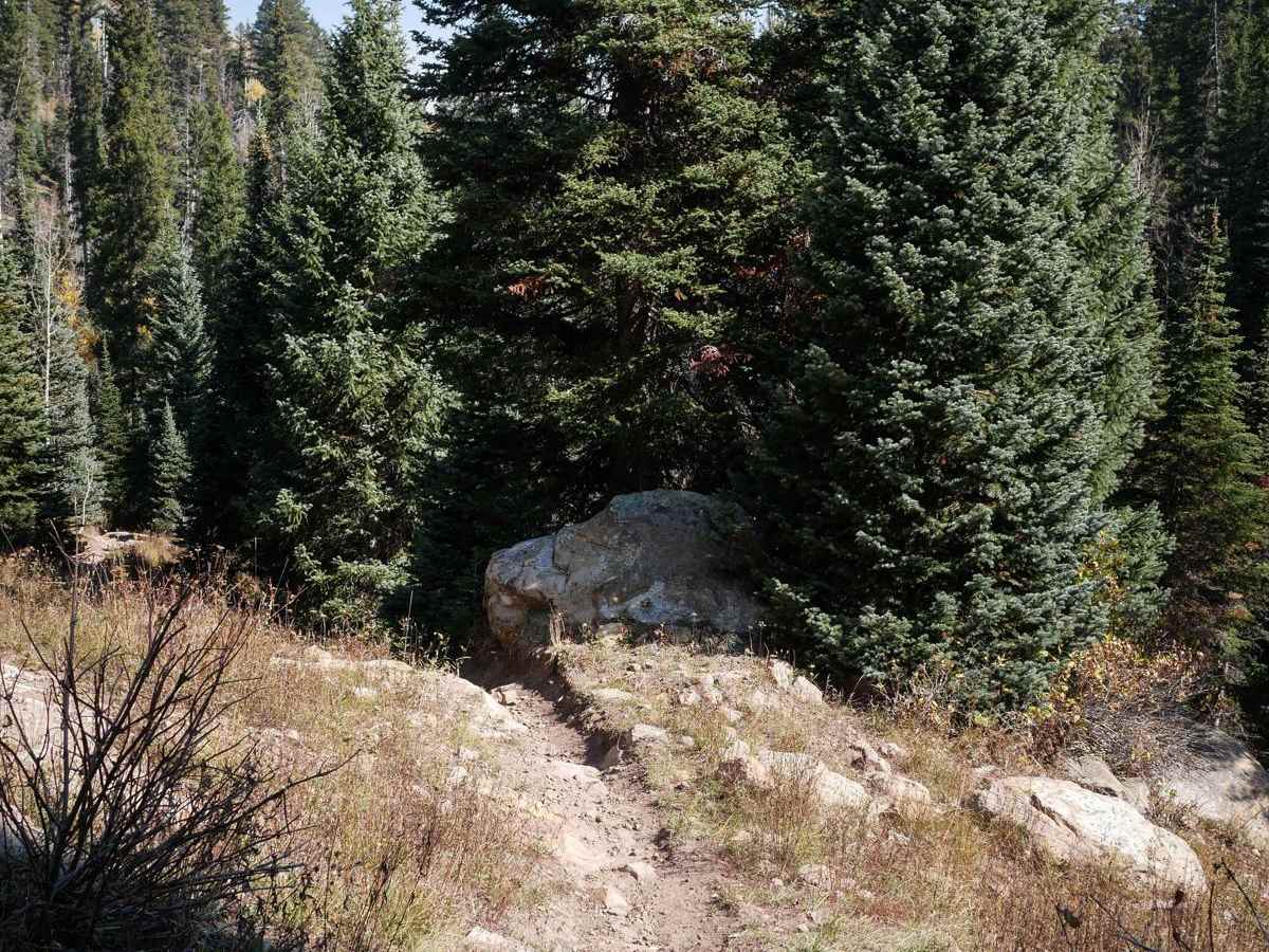 Buck Spur trail photo