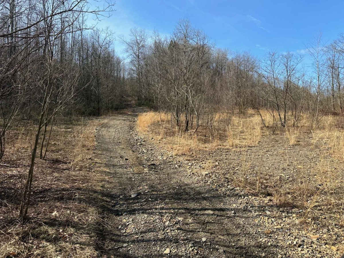 Locust Gap 40 photo 4