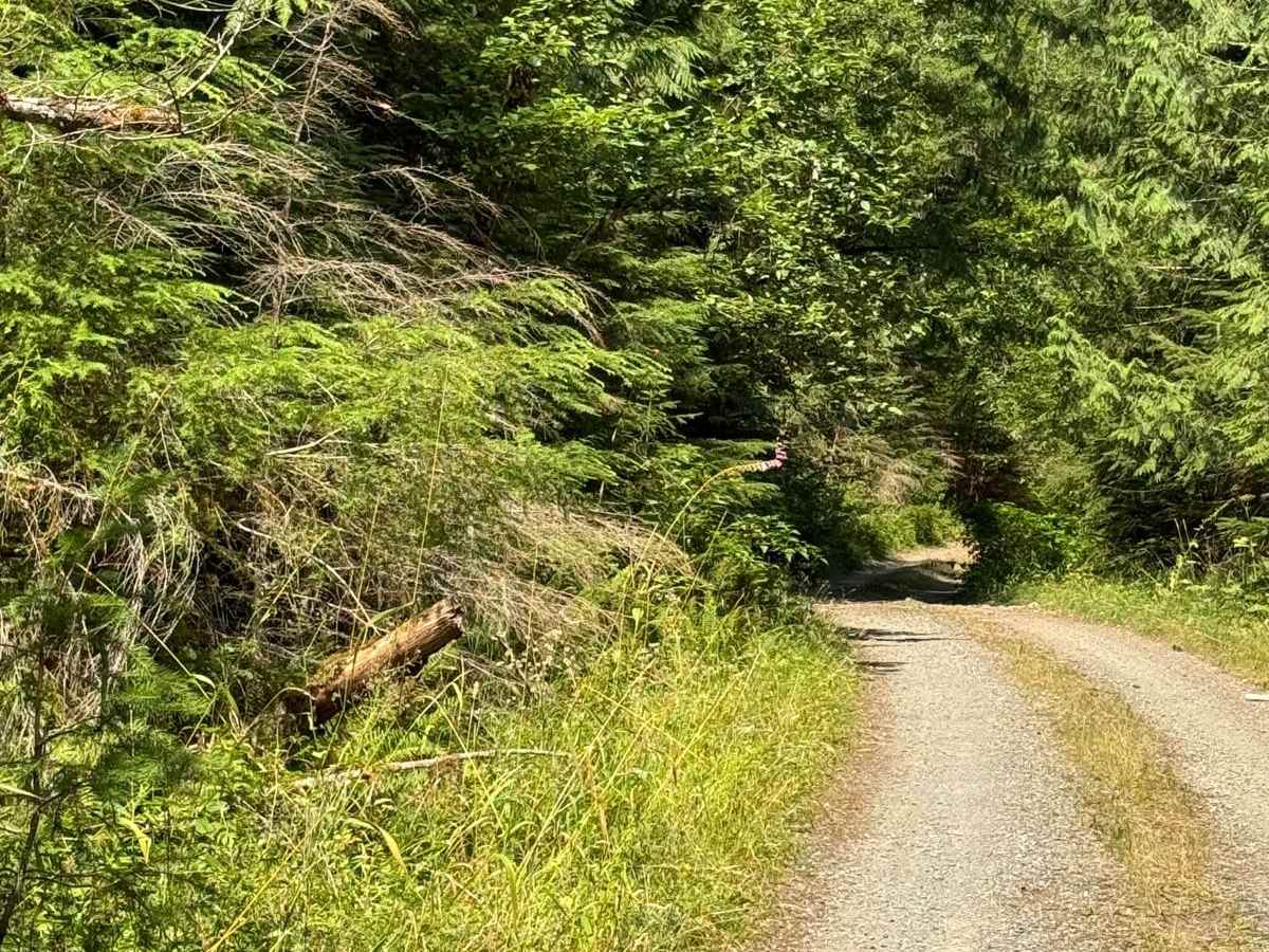 Cougar Rock Connecting Trail trail photo