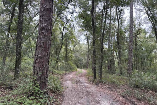 Ocala National Forest 24ST 3.2A