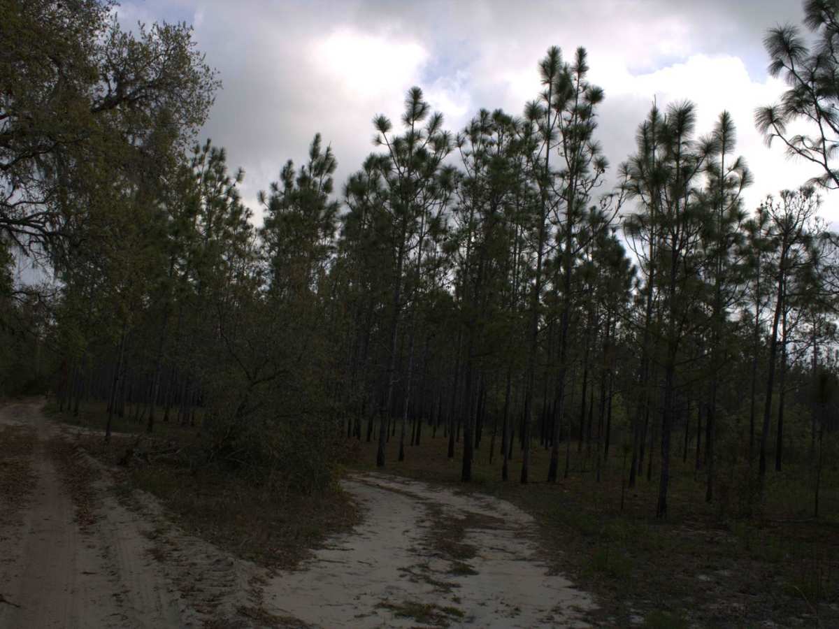 Citrus Wildlife Management | Trail 5 photo 5