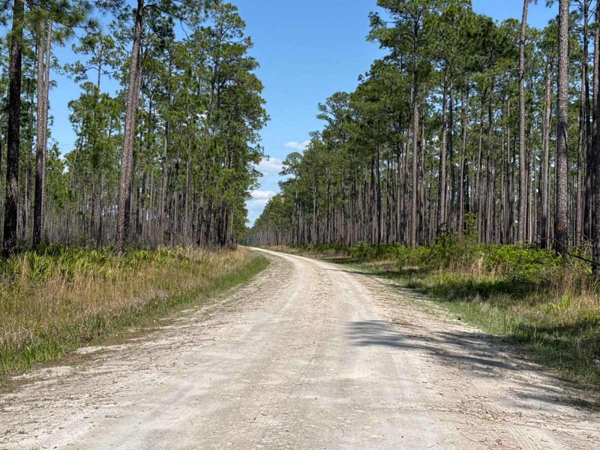 Middle Prong - Osceola NF 232 photo 5