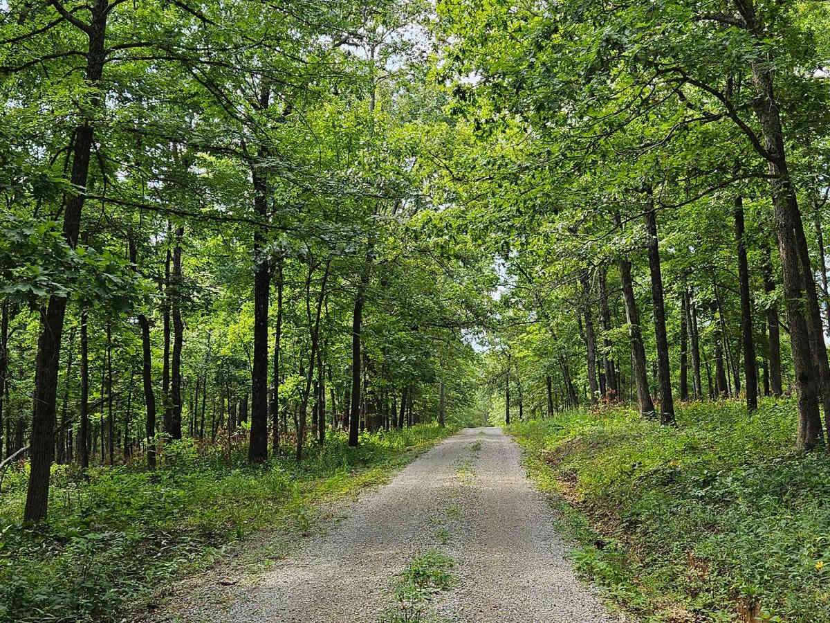 Wolf Mountain - FSR 3213 trail photo