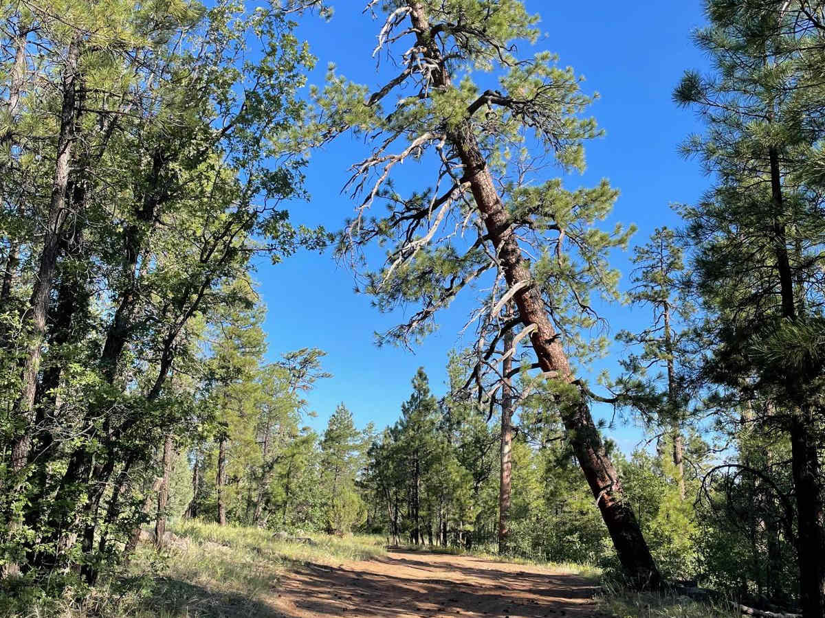 North FS 80 trail photo