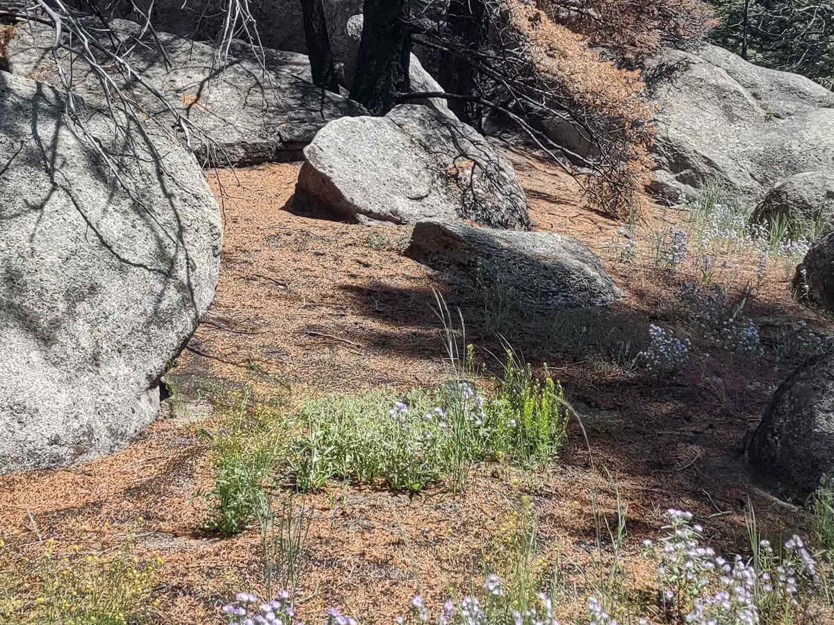 Boulder Alley Spur trail photo