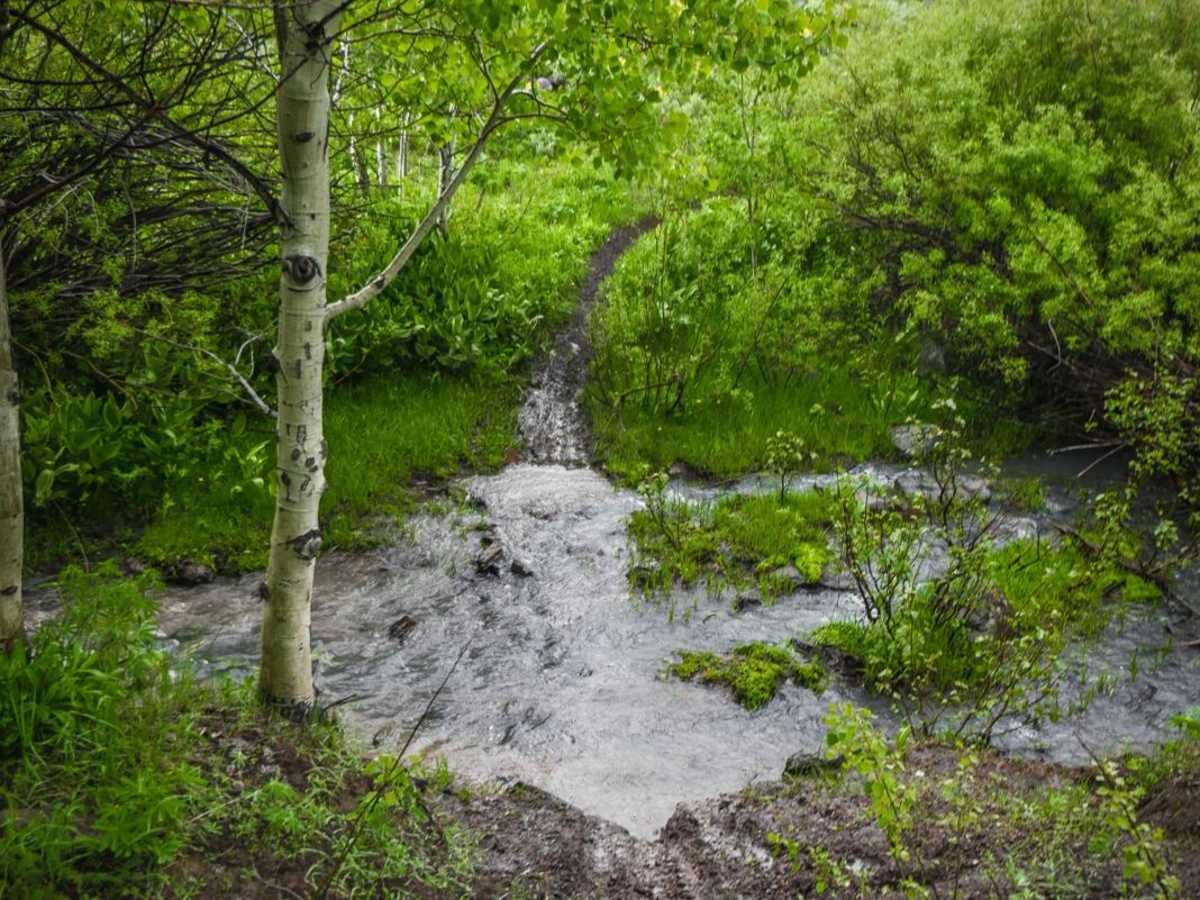 Middle Fork Shoshone Creek Spur photo 2