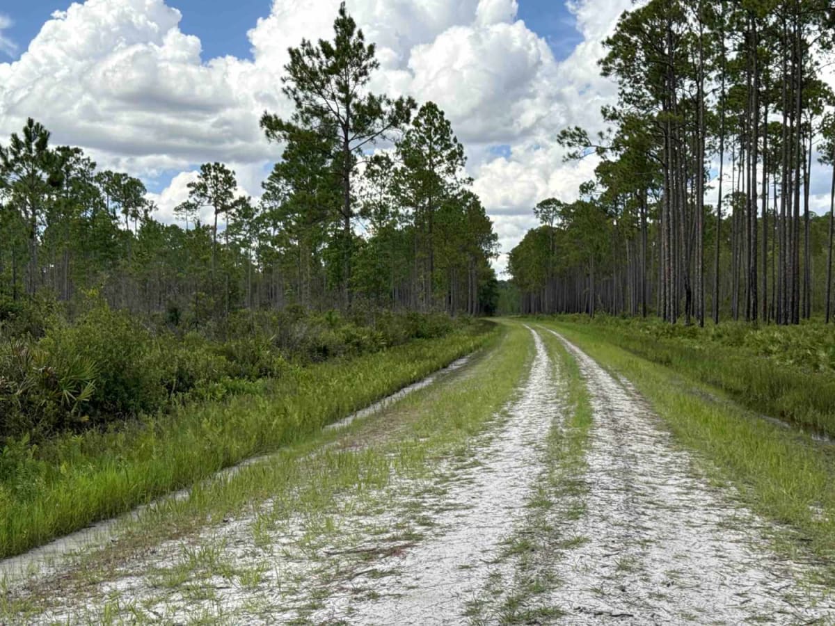 Blue Horse Trail - Osceola NF 232 photo 3