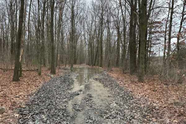 Locust Gap 26