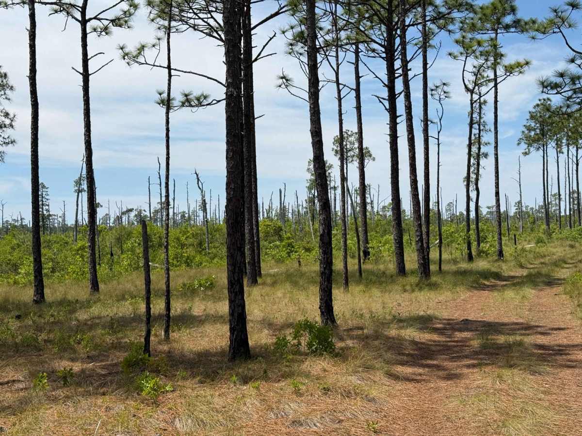 Pringle Road Spur 3 photo 6
