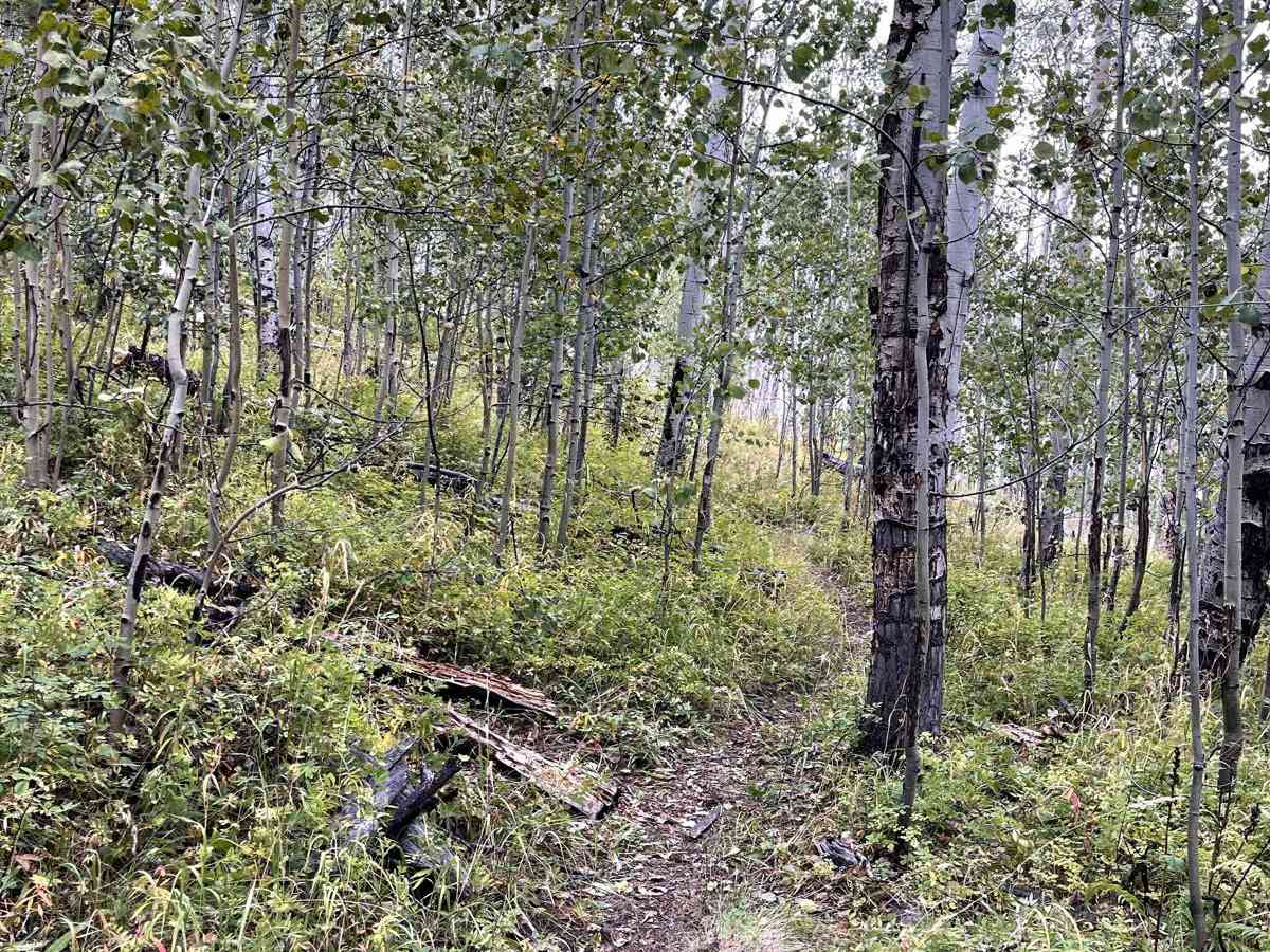Willow Mine Trail photo 2