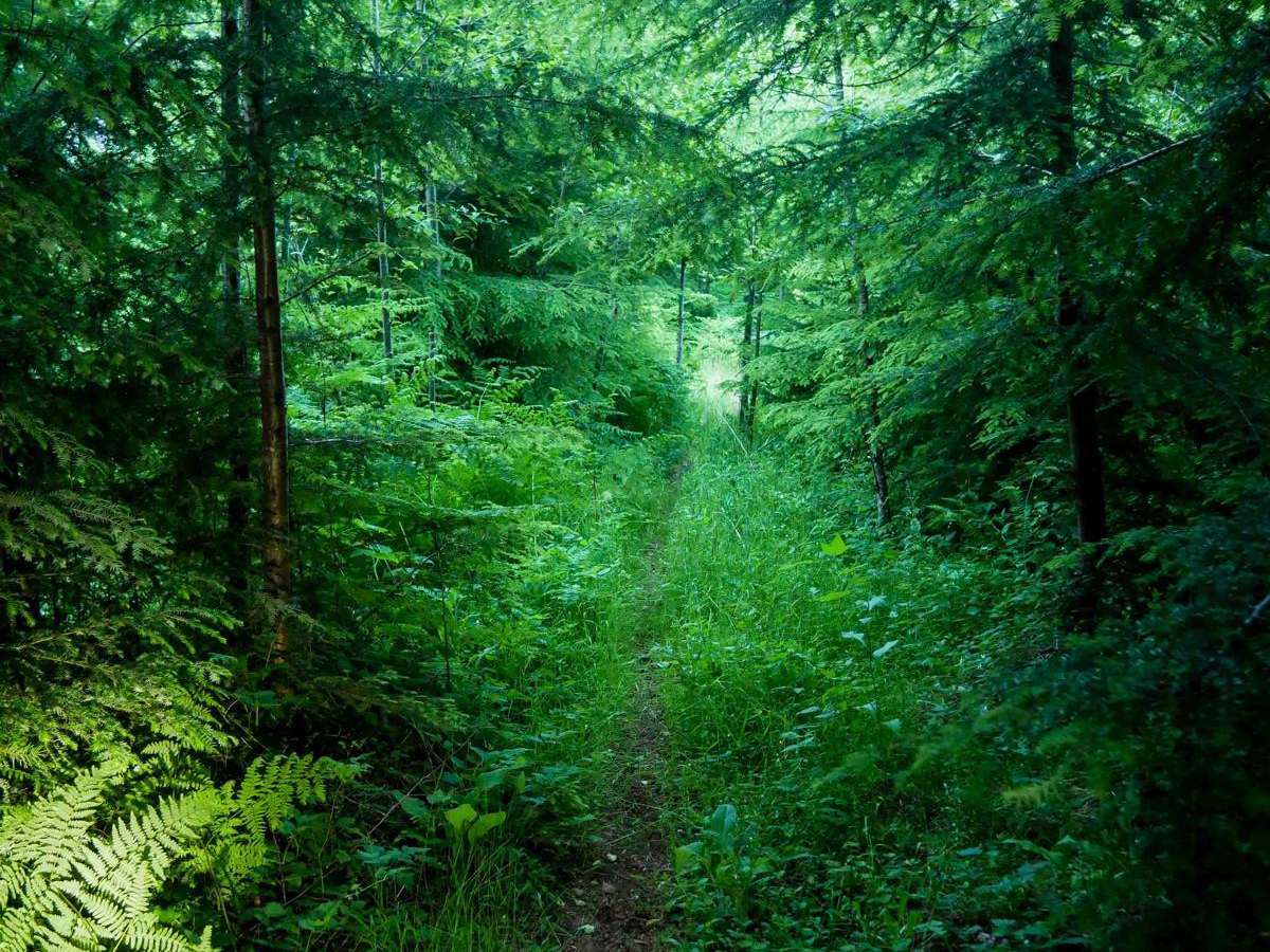 Fern Gully #49 photo 5