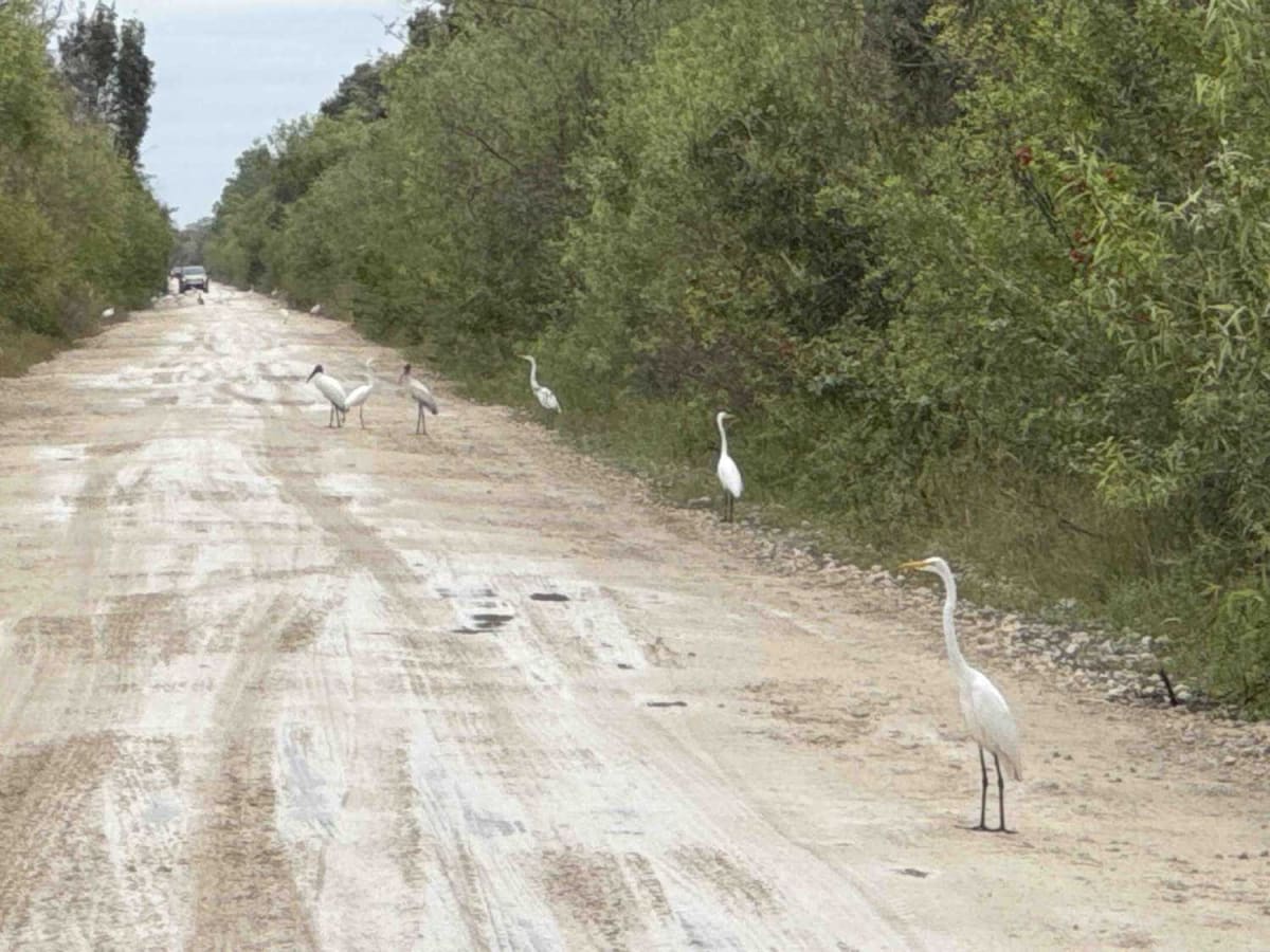 West Sabal Palm Road photo 4