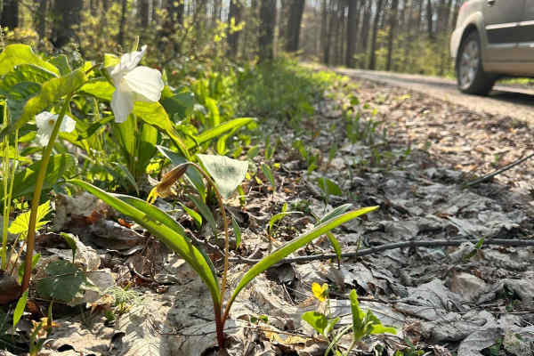 Cadillac Area ORV/OHV Scenic Ride - Part 8