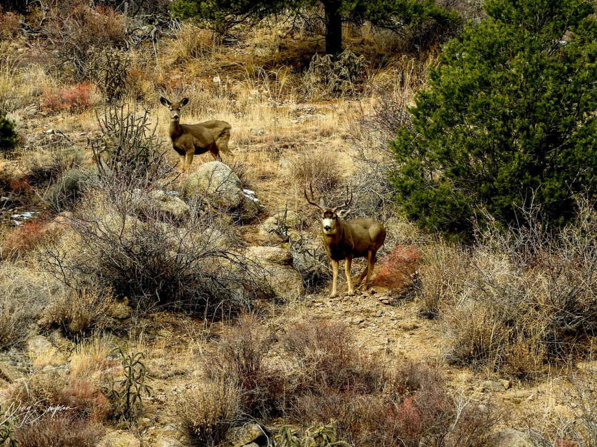 BLM 6051 photo 6