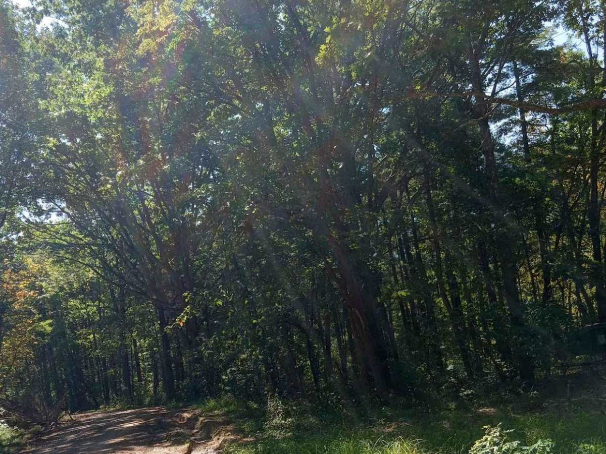 Cedar Run photo 4
