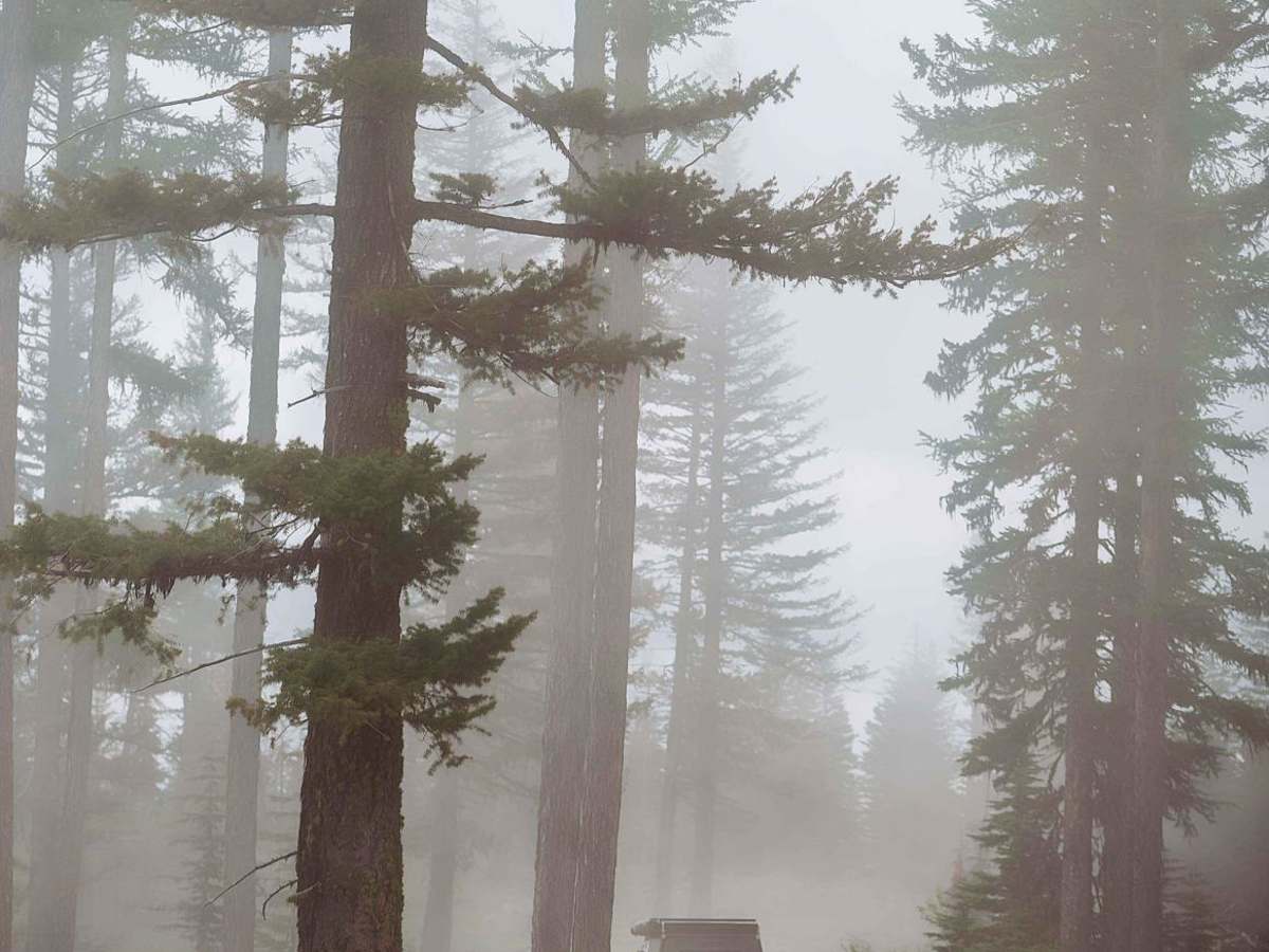 Coleman Road trail photo