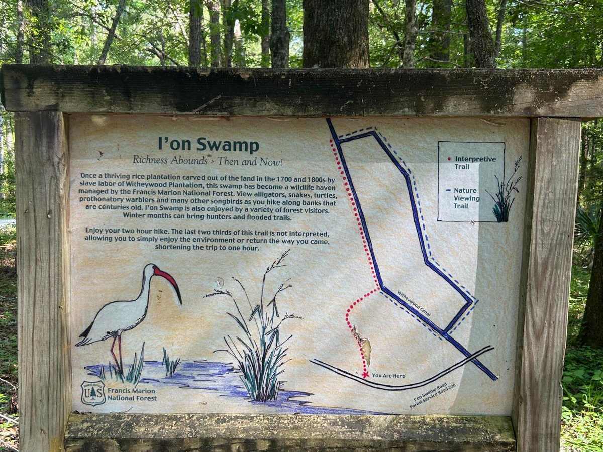 Ion Swamp Road - FSR 228 photo 4