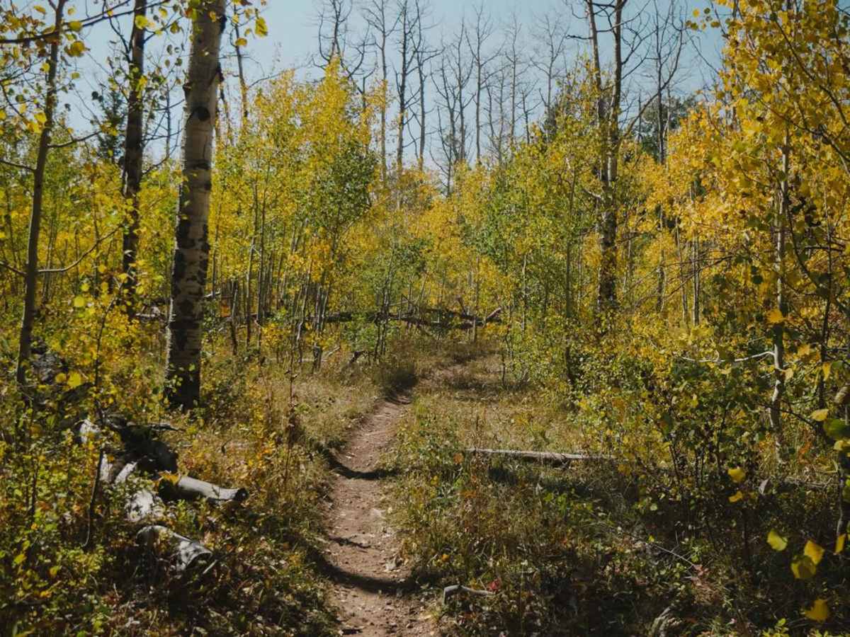Lone Pine Trail photo 4