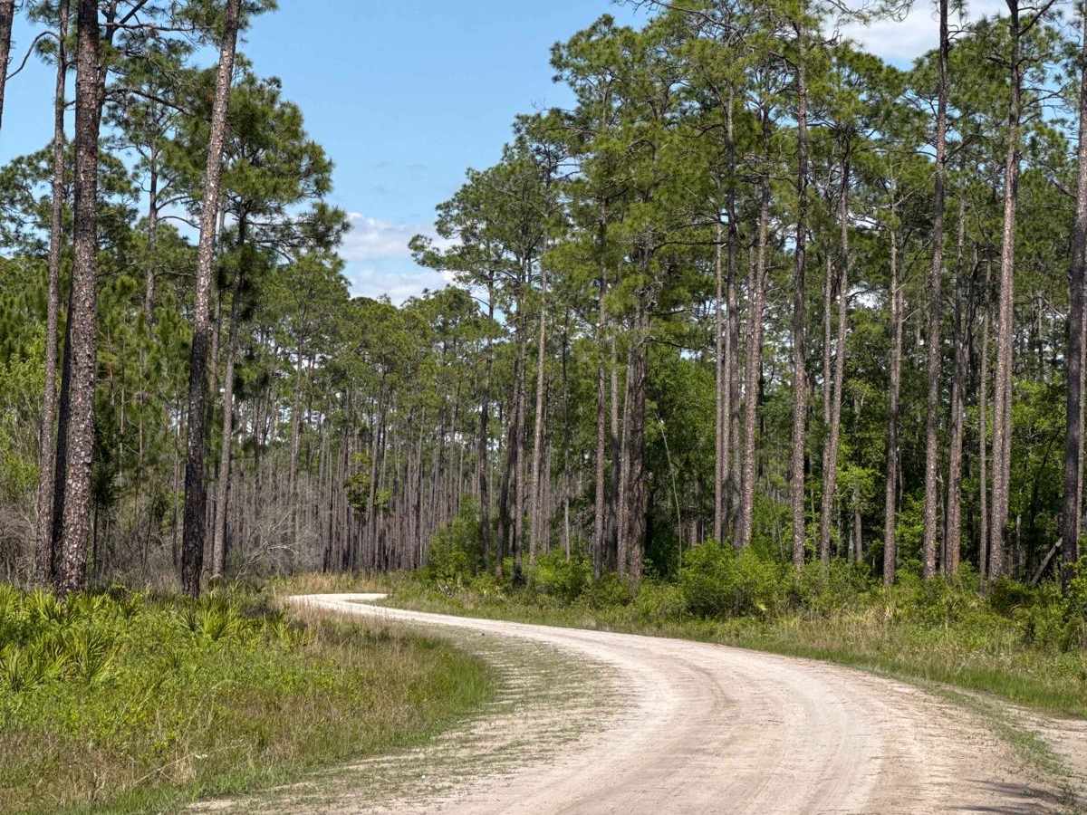 Middle Prong - Osceola NF 232 trail photo