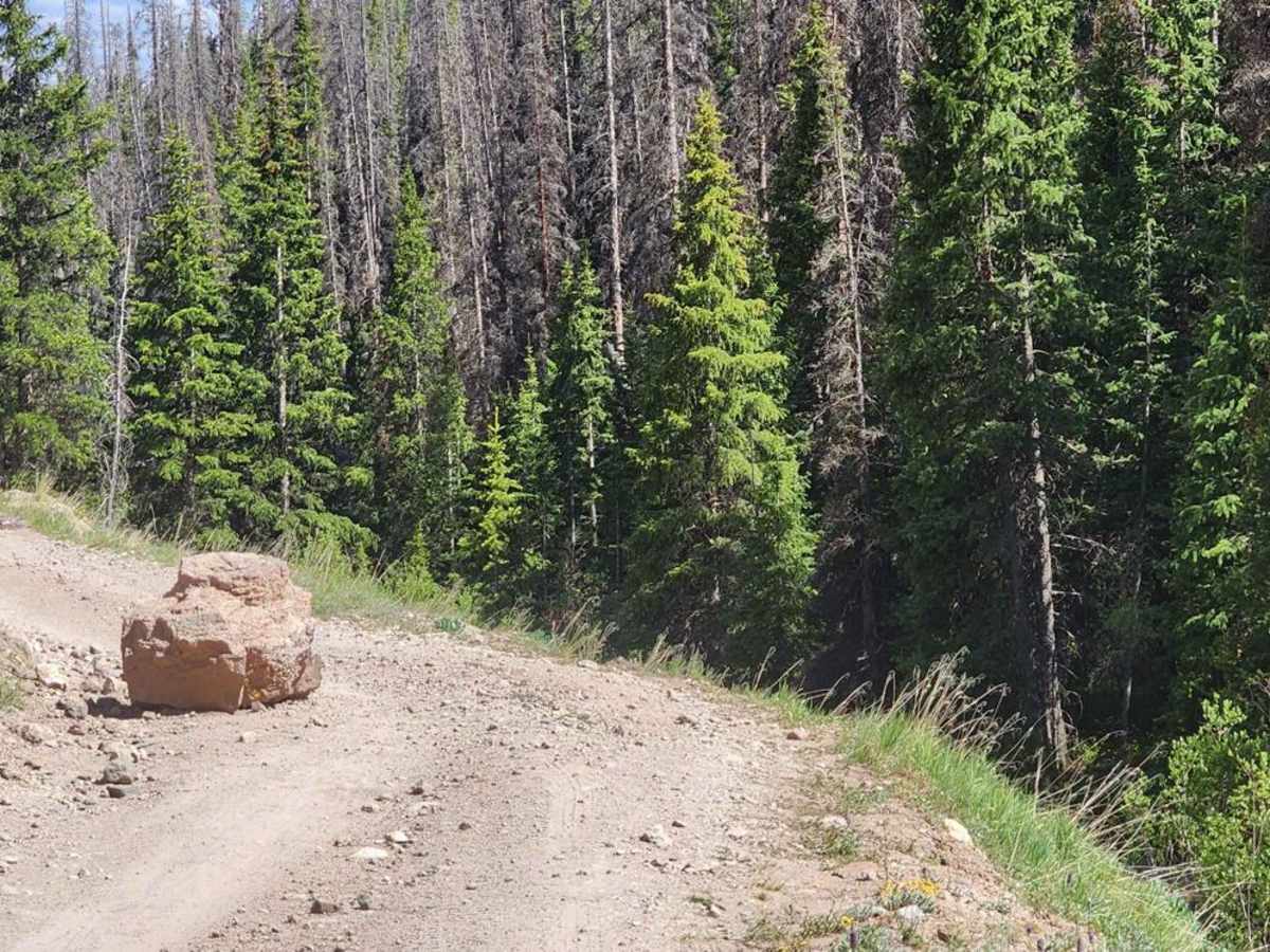 Nellie Creek Road photo 6