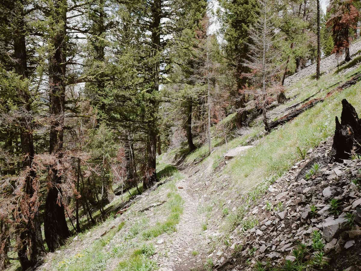Continental Divide NST photo 6