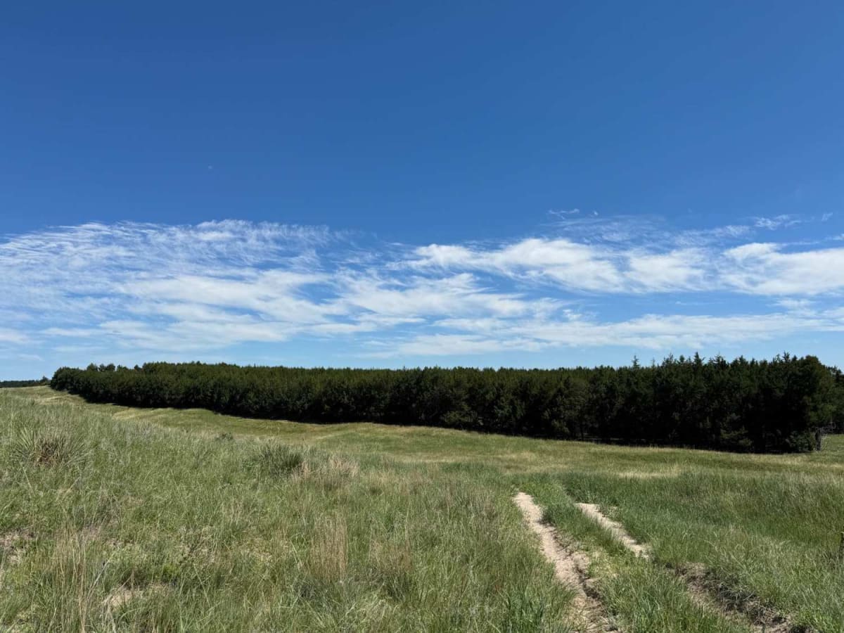 Tree Line trail photo