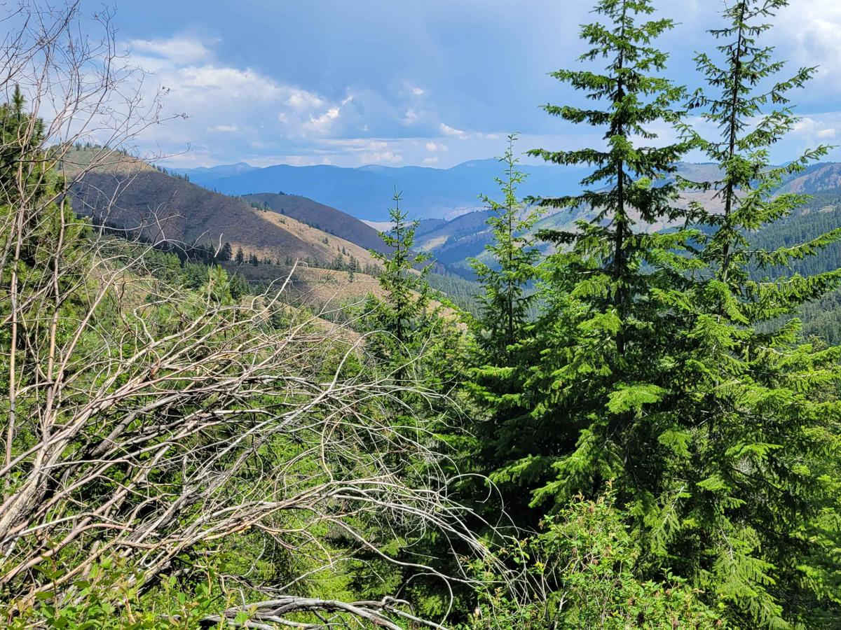 Poorman Creek Road (NF 4300300) photo 3