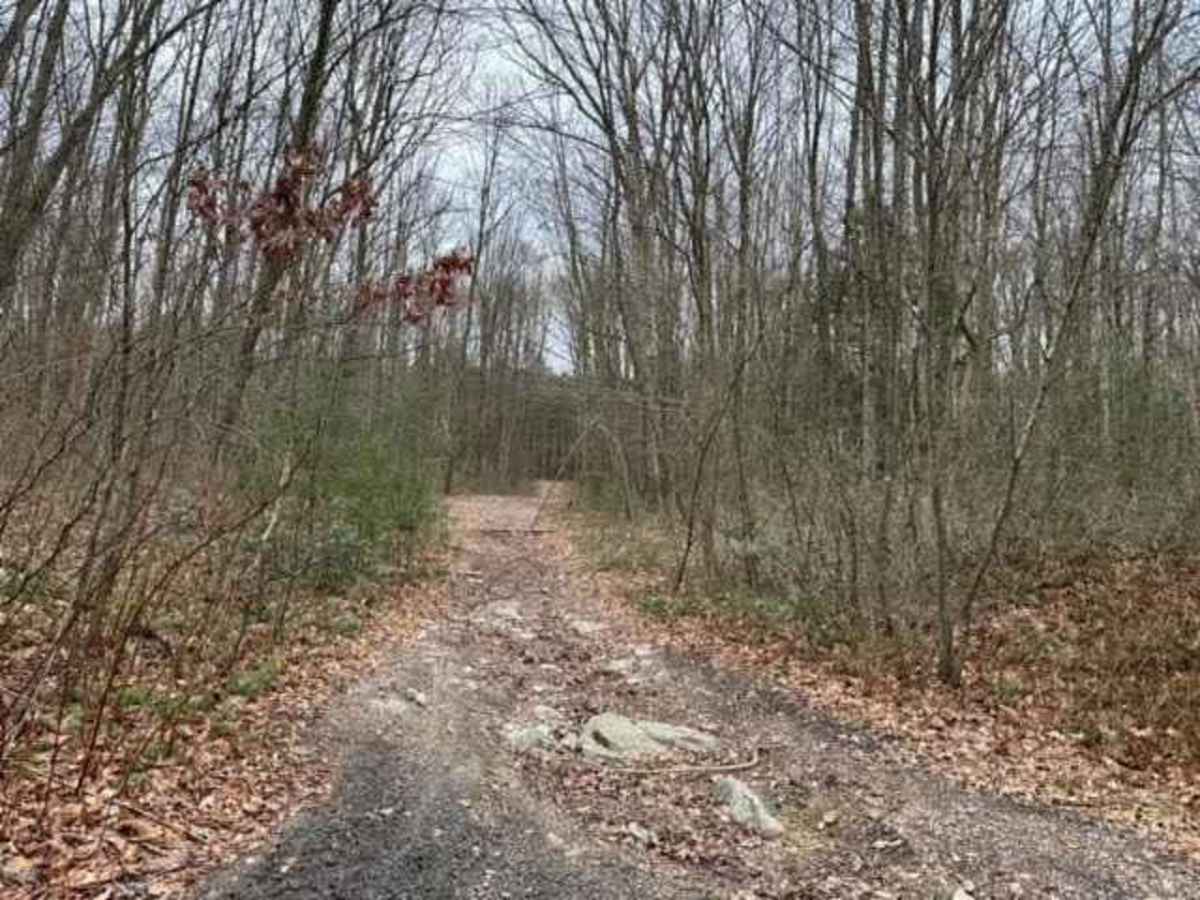 Locust Gap Swamp Dog Trail photo 3