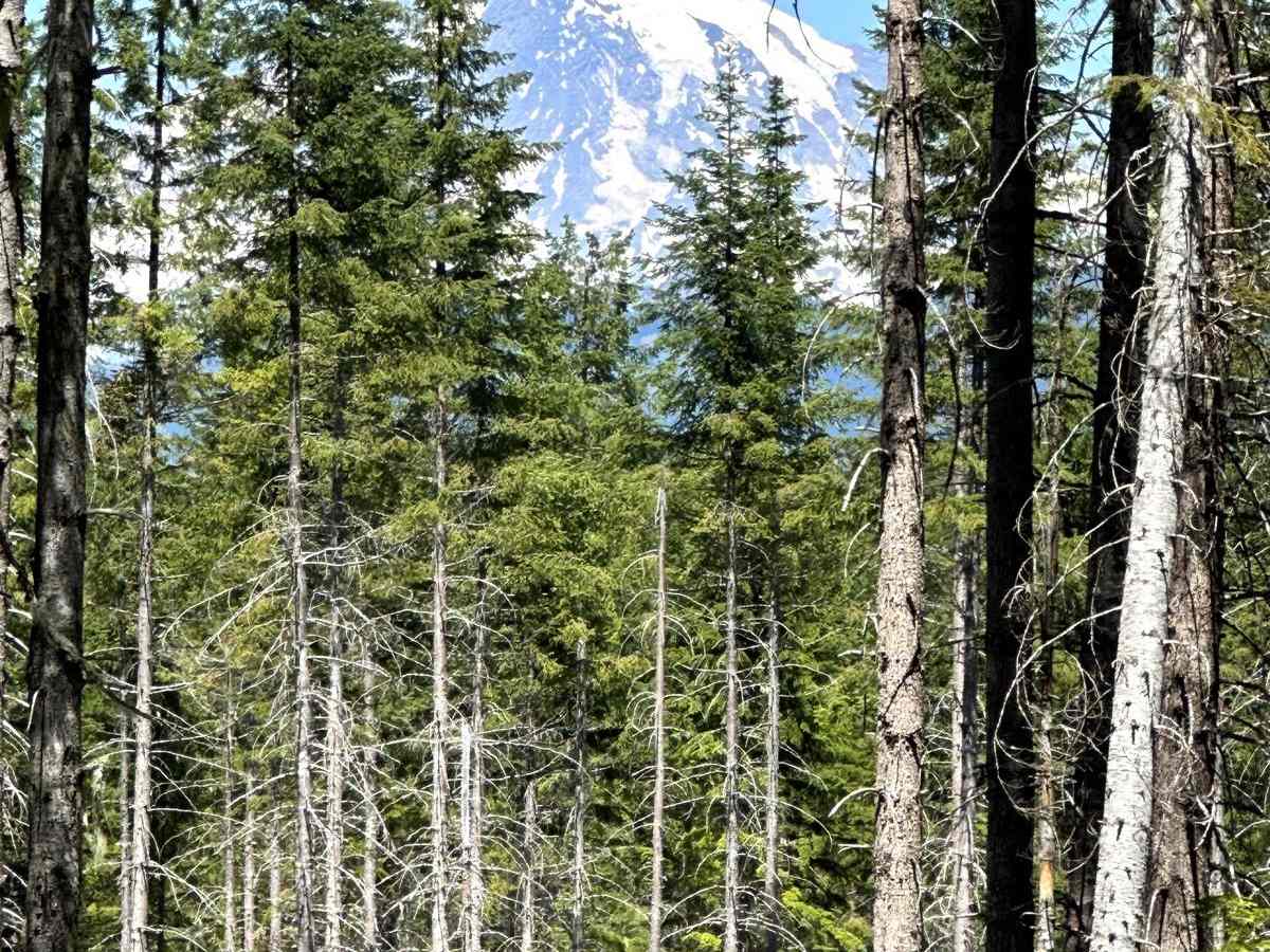 Greenhorn Creek Road trail photo