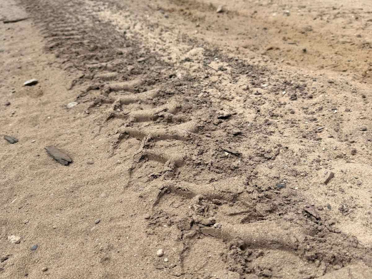 NFS 5451 photo 4