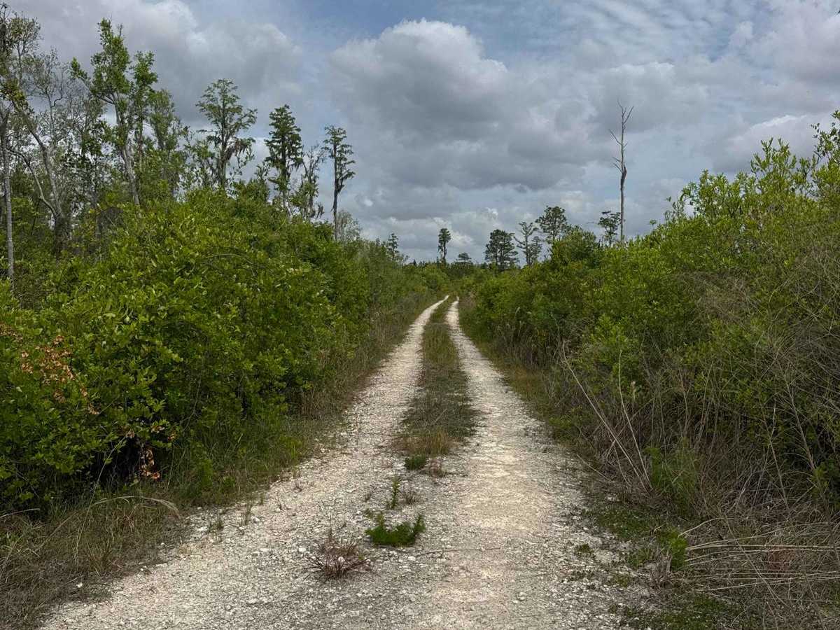 Birds Beak - Osceola NF 274 trail photo